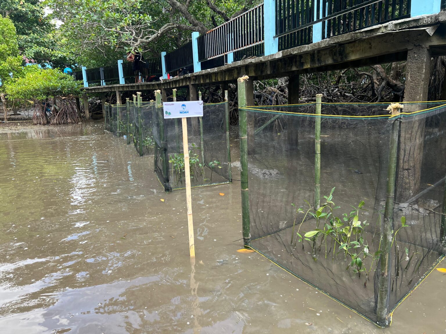 Tanam Mangrove, Kapeta bangun benteng pesisir dan harapan baru ekonomi warga