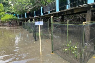 Tanam Mangrove, Kapeta bangun benteng pesisir dan harapan baru ekonomi warga