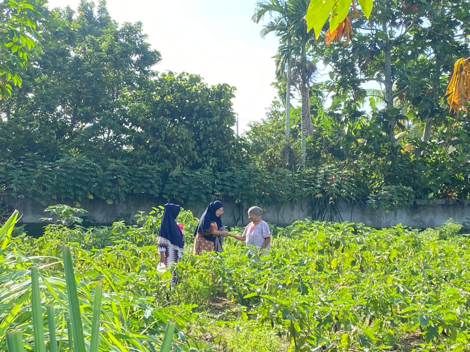 Di antara nisan, harapan tumbuh lewat terong Nenek Rasinah
