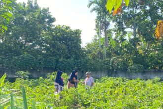 Di antara nisan, harapan tumbuh lewat terong Nenek Rasinah