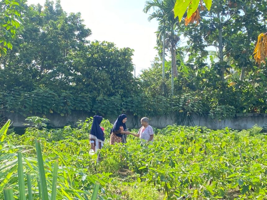 Di antara nisan, harapan tumbuh lewat terong Nenek Rasinah