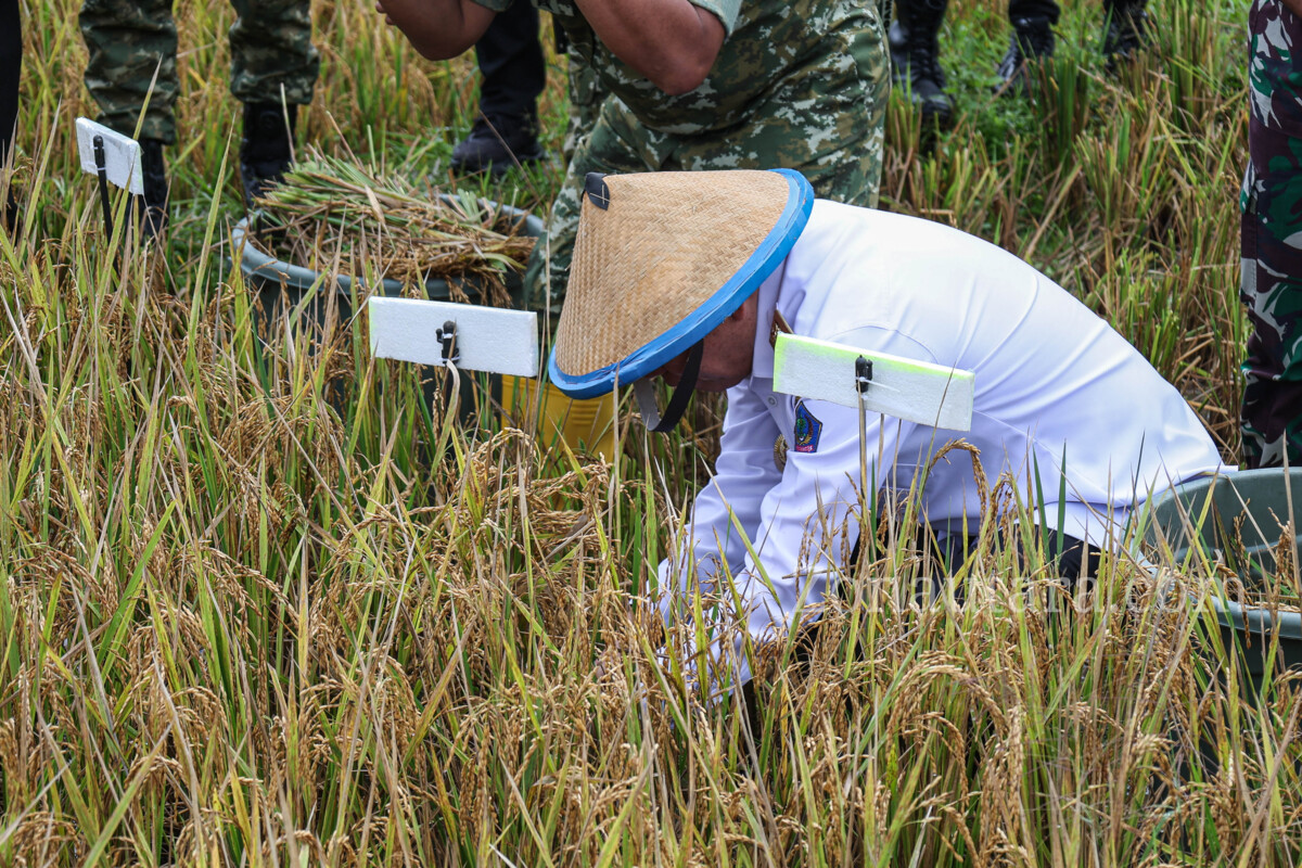 FOTO: Wagub Sulut pimpin panen raya dukung swasembada pangan nasional