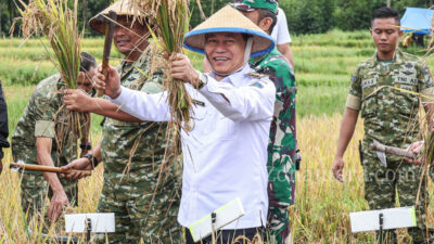 FOTO: Wagub Sulut pimpin panen raya dukung swasembada pangan nasional