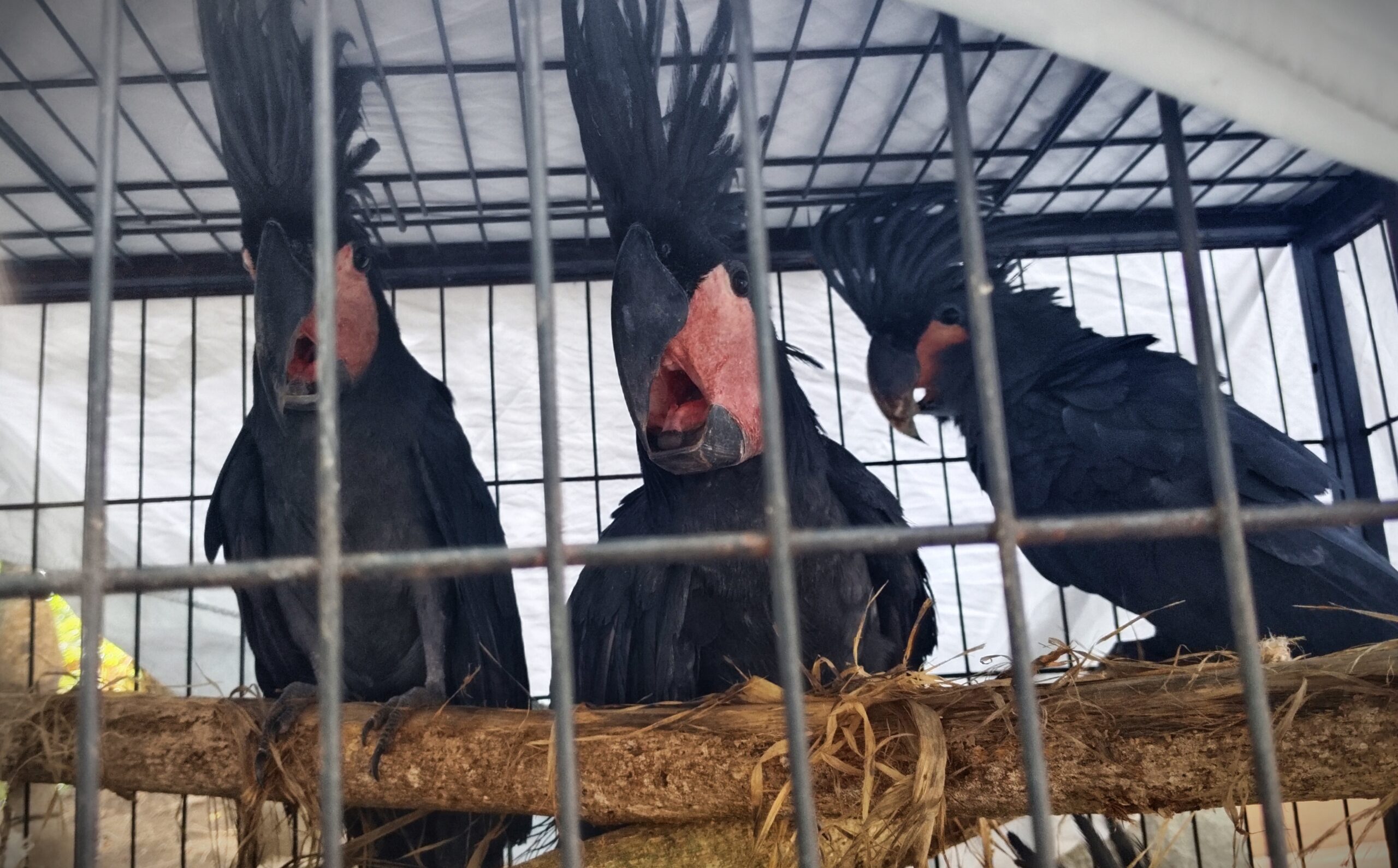 BKSDA Sulut gagalkan perdagangan satwa liar dilindungi, kakaktua hingga kasuari diamankan