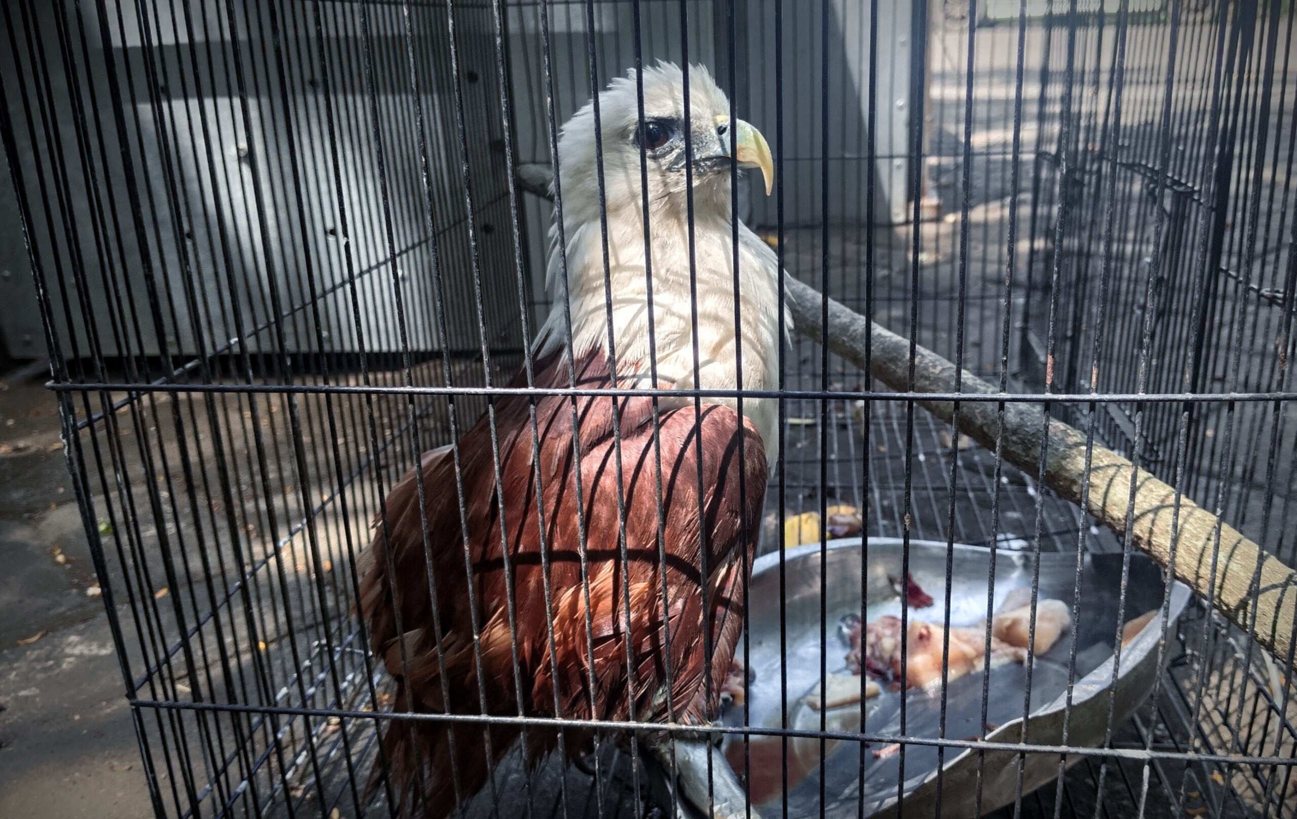 BKSDA Sulut gagalkan perdagangan satwa liar dilindungi, kakaktua hingga kasuari diamankan