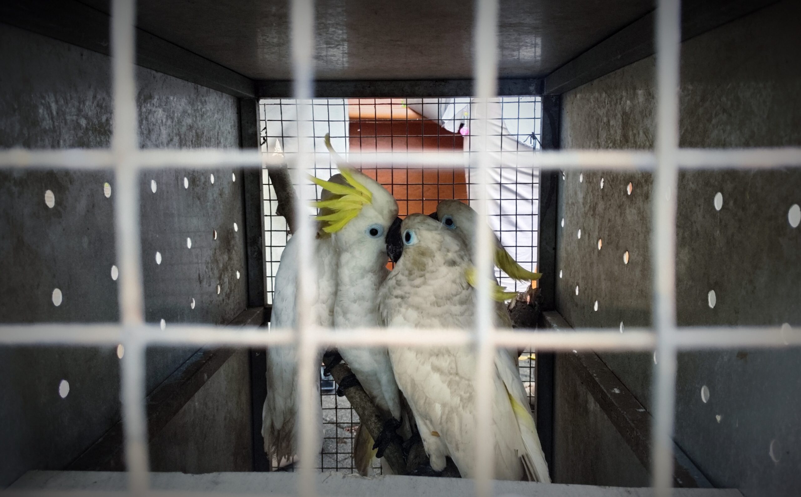 BKSDA Sulut gagalkan perdagangan satwa liar dilindungi, kakaktua hingga kasuari diamankan