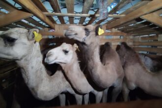 250 Ternak Unggul Asal Australia Tiba di Bandara Juanda