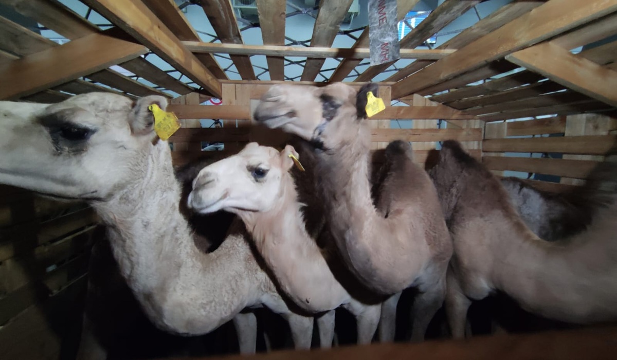 250 Ternak Unggul Asal Australia Tiba di Bandara Juanda