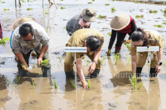 FOTO: Victor Mailangkay pimpin gerakan tanam padi demi swasembada pangan di Sulut