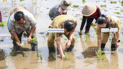 FOTO: Victor Mailangkay pimpin gerakan tanam padi demi swasembada pangan di Sulut