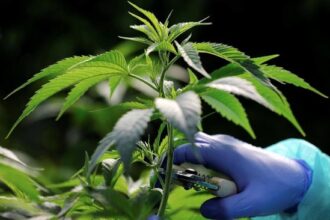 Airlangga Hartarto Berkomentar Tentang KEK Ganja Medis di Indonesia