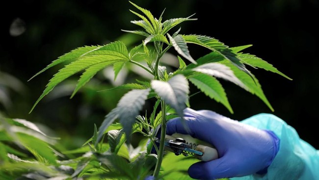 Airlangga Hartarto Berkomentar Tentang KEK Ganja Medis di Indonesia