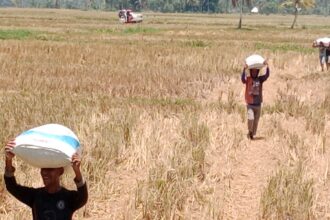 BMKG Sultra Peringatkan El Nino Moderat 2026