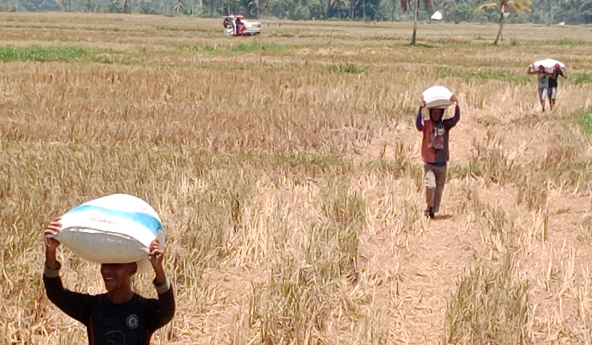 BMKG Sultra Peringatkan El Nino Moderat 2026