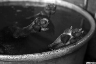 Dua Pria di Nusa Penida Posting Video Memasak Anjing Viral