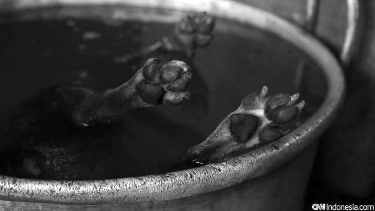 Dua Pria di Nusa Penida Posting Video Memasak Anjing Viral