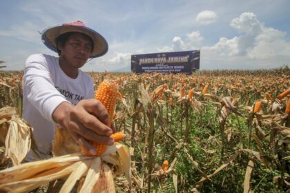 Imbas Inpres Prabowo Serap 1 Juta Ton Jagung terhadap Harga