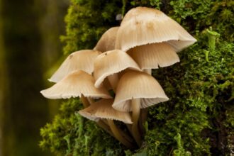 Jamur Hutan Berkomunikasi Lewat Sinyal Listrik di Jepang