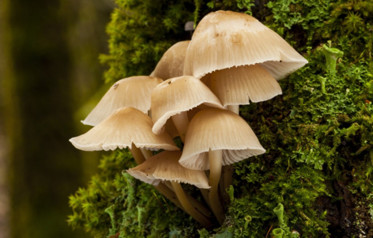 Jamur Hutan Berkomunikasi Lewat Sinyal Listrik di Jepang