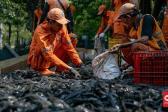 MUI Berikan Catatan atas Penguburan Ikan Sapu-sapu Hidup-hidup