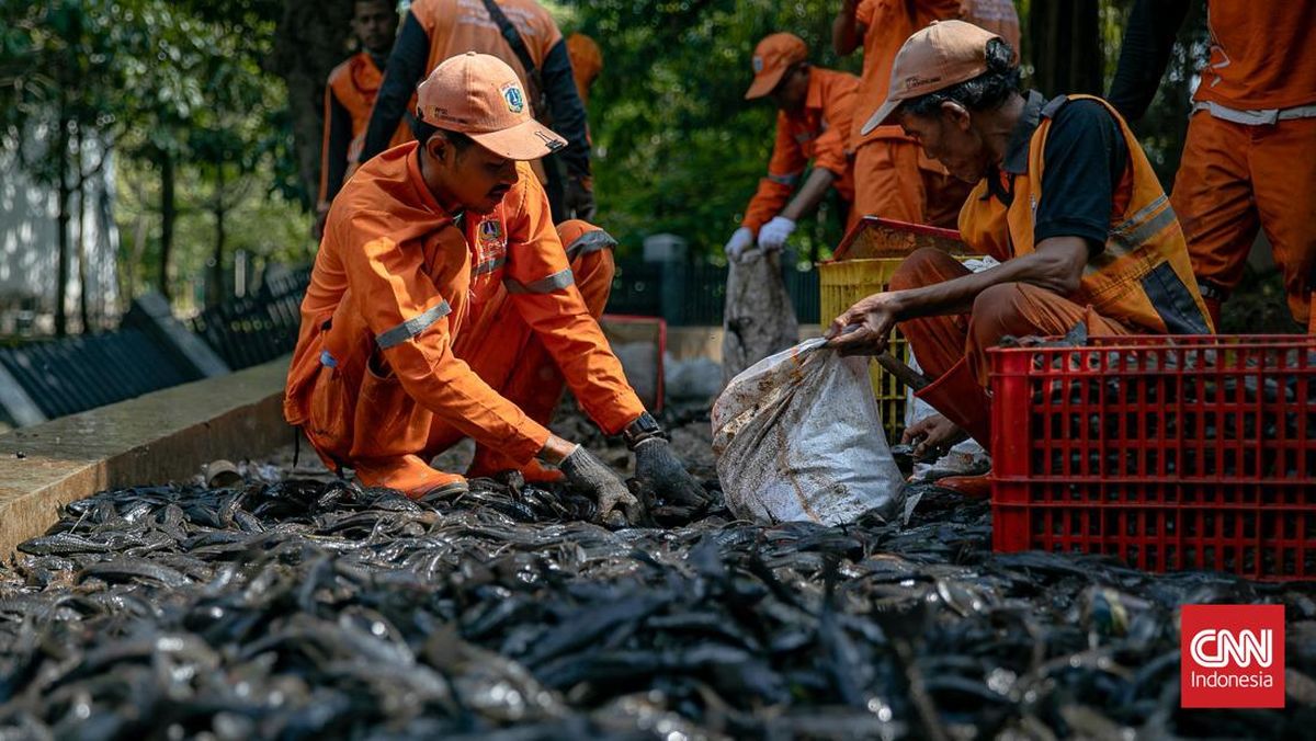 MUI Berikan Catatan atas Penguburan Ikan Sapu-sapu Hidup-hidup