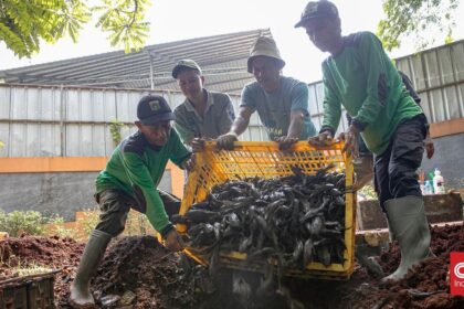 MUI Kritik Metode Pemusnahan Ikan Sapu-sapu di Jakarta
