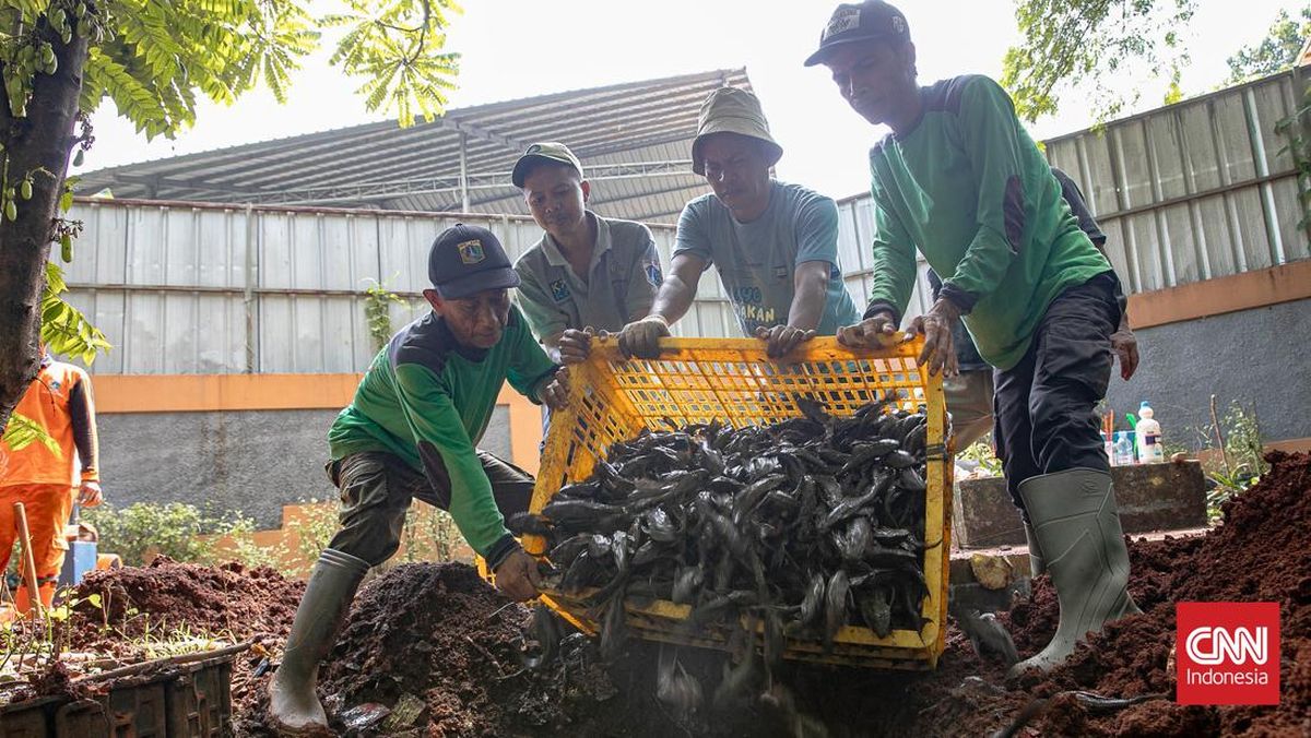 MUI Kritik Metode Pemusnahan Ikan Sapu-sapu di Jakarta