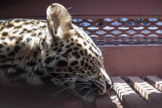 Macan Tutul Terjerat di Gunung Mas Bogor, Gemparkan Warga