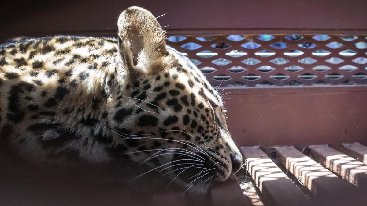Macan Tutul Terjerat di Gunung Mas Bogor, Gemparkan Warga