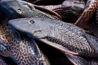 Mengapa Ikan Sapu-Sapu Tidak Layak Dikonsumsi?