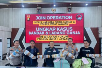 Penggerebekan Ladang Ganja 20 Hektare di Empat Lawang, Bandar Ditangkap