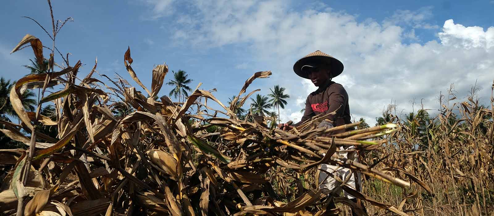 Petani di pematang sawah Bolaang Mongondow yang kini beralih ke jagung