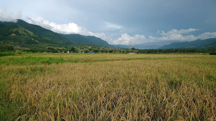 Perang Angka di Lumbung Beras Bolmong