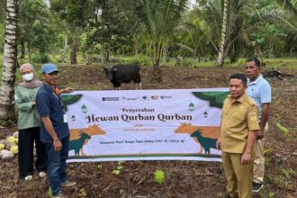 ANTAM Distribusikan Ratusan Hewan Kurban ke Wilayah Operasional