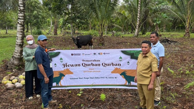 ANTAM Distribusikan Ratusan Hewan Kurban ke Wilayah Operasional