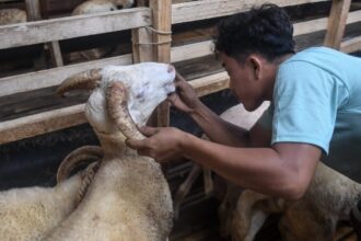 Amalan Shohibul Qurban Menjelang Idul Adha: Panduan Lengkap