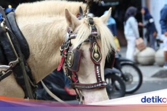 Asal Usul Istilah 'Debat Kusir' dari Kentut Kuda