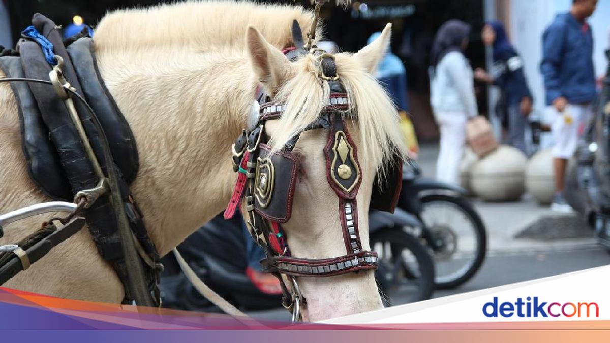 Asal Usul Istilah 'Debat Kusir' dari Kentut Kuda