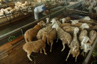 Berat Daging dari Seekor Kambing: Cara Menghitungnya
