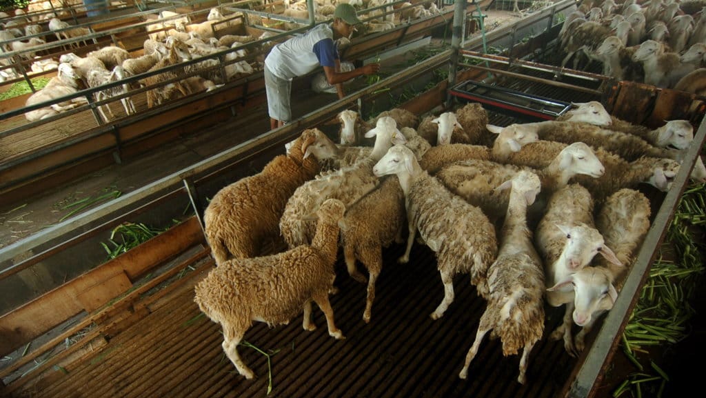 Berat Daging dari Seekor Kambing: Cara Menghitungnya