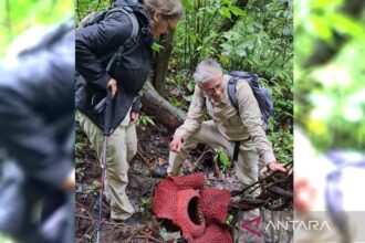 Dua Bunga Rafflesia Arnoldii Mekar di Hutan Palupuh