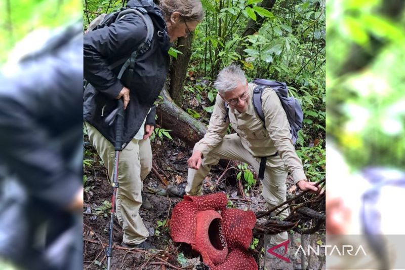 Dua Bunga Rafflesia Arnoldii Mekar di Hutan Palupuh