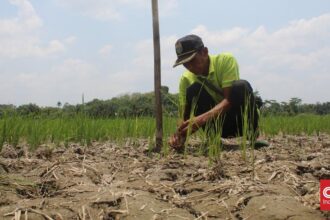 Enam Kabupaten di Jawa Timur Siaga Darurat Kekeringan