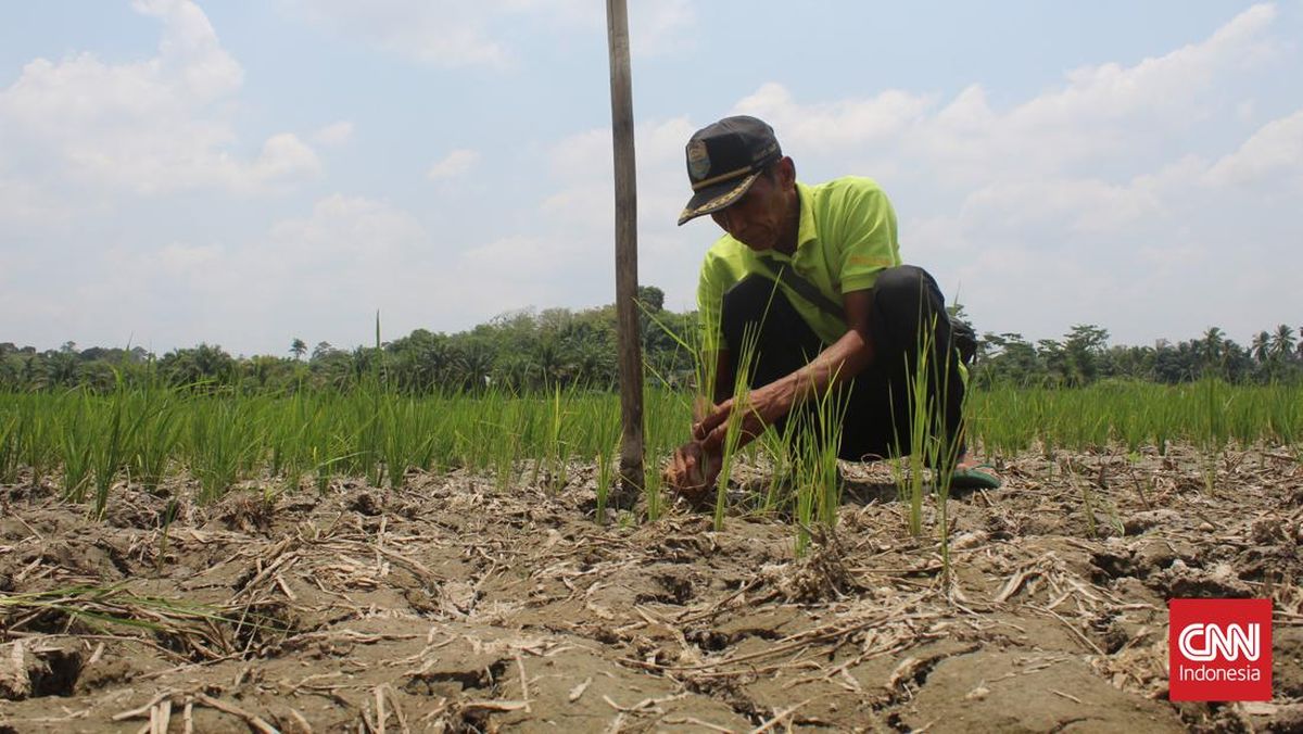 Enam Kabupaten di Jawa Timur Siaga Darurat Kekeringan