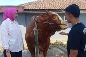 Gerindra Tegaskan Bantuan Sapi Kurban Presiden dari APBN Sah