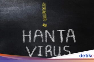 Kasus Hantavirus Pertama di Jawa Timur Dikonfirmasi