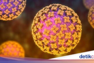 Kasus Suspek Hantavirus di Kulon Progo Dinyatakan Negatif