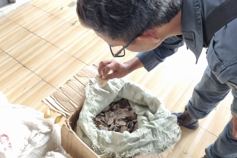 Kemenhut Tahan Penyelundup 3 Ton Sisik Trenggiling ke Kamboja