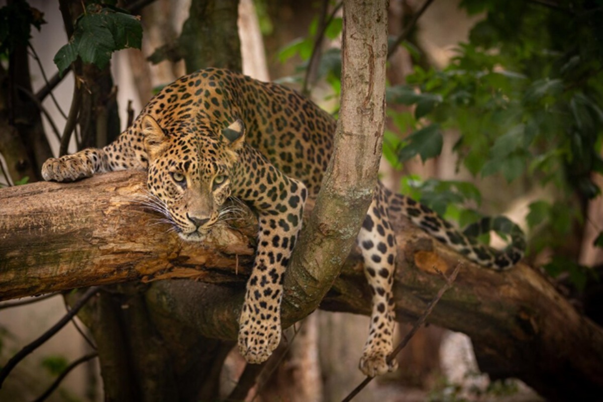 Krisis Pangan Ancam Populasi Jaguar di Hutan Atlantik
