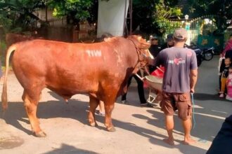 Masjid Dekat Rumah Amien Rais Terima Sapi Kurban 1,1 Ton